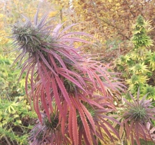 Indoor – Psychedelic – 12/12 Photoperiod – Guawi strain – image 10 – from Ace Seed bank via Seed City