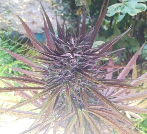 Guawi cannabis seeds – Psychedelic – Regular – Resistant to Mould – image 11 from Seed City