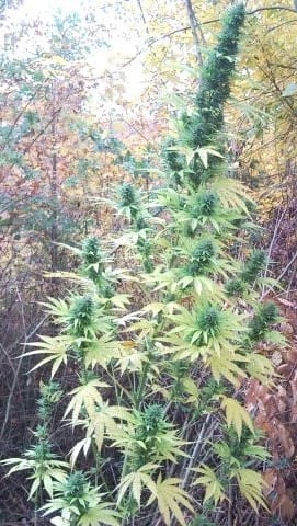 Guawi cannabis seeds – Psychedelic – Orange – Regular – image 12 from Seed City