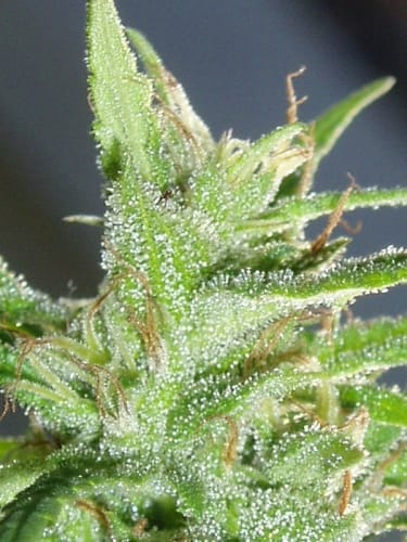 Guawi by Ace Seed bank – 12/12 Photoperiod – Orange – Sativa Dominant – image 13 – Seed City