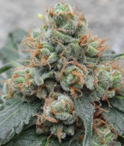 Image 2 of HashTonic cannabis by Ace Seed bank – Beginning of September – Relaxing – Resistant to Pests – Seed City