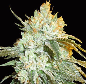 Head Stash Auto from Big Head Seeds