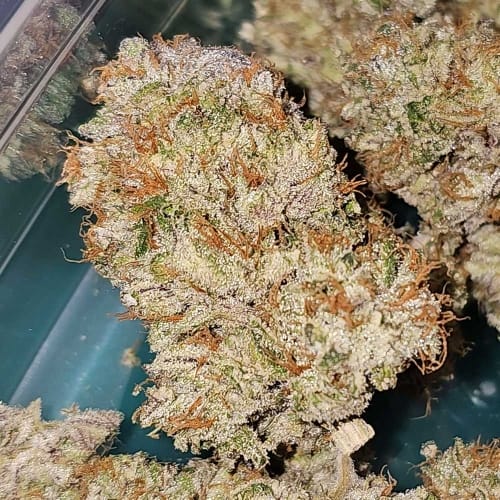 Hindu Runtz from Karma Genetics