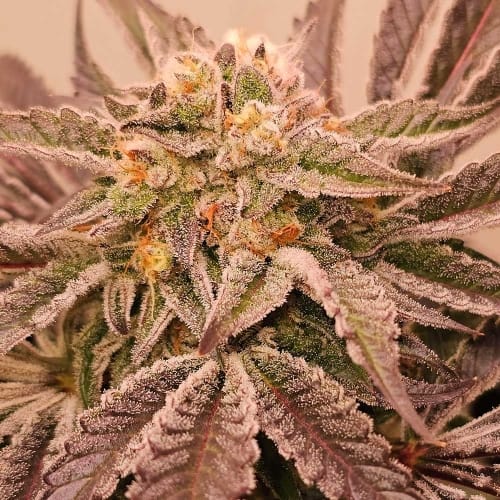 showing Indoor-friendly – Indica Dominant – Feminized – image 2 – Seed City