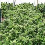 Hippie Killer from Seedism Seeds
