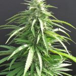 Hippie Killer cannabis seeds – 12/12 Photoperiod – Relaxing – Female seeds – image 6 from Seed City
