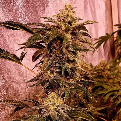 Image 3 of II Gucci cannabis by Holy Smoke Seeds – 12/12 Photoperiod – Cerebral – Suited for indoor growing – Seed City