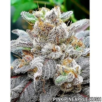 Pink Pineapple Kush cannabis – image 3 – Seed City