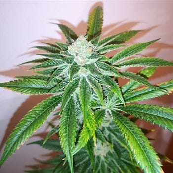 Honey Gas from Old School Genetics
