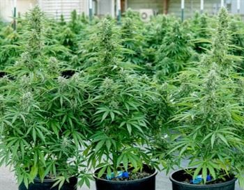 Image 3 of Hyperion F1 Auto cannabis by Royal Queen Seeds – Spicy – Auto-Flowering – Female seeds – Seed City