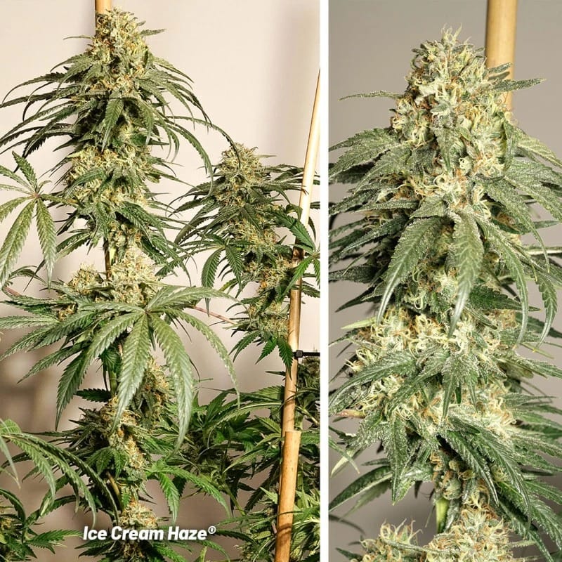 Ice Cream Haze from Dutch Passion Seeds