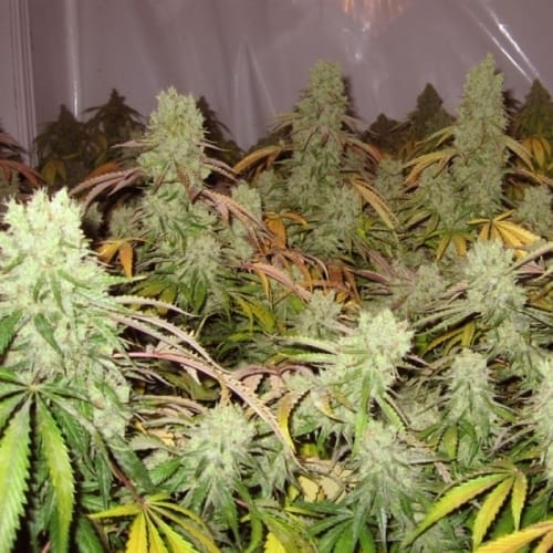 Super Strength – Female seeds – Indica-heavy – Ice Cream strain – image 2 – from Paradise Seeds via Seed City