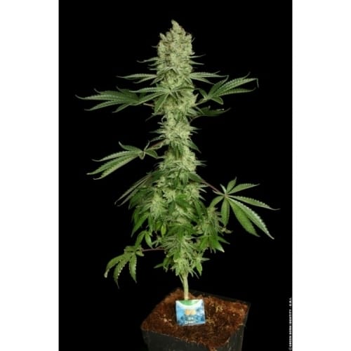 Ice Cream by Paradise Seeds – 12/12 Photoperiod – Outdoor cultivation – Super Strength – image 4 – Seed City