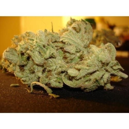 Ice Cream cannabis seeds – Dairy – Outdoor cultivation – 12/12 Photoperiod – image 5 from Seed City