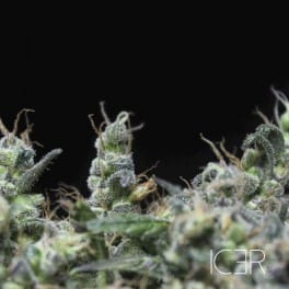 Image 2 of Icer cannabis by R-Kiem Seeds – Sativa-leaning – The End of September – 12/12 Photoperiod – Seed City