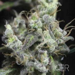 showing The End of September – Feminized – Indoor – image 1 – Seed City