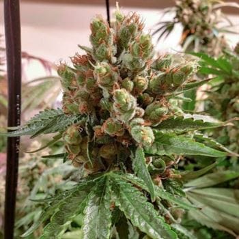 showing Grape – 12/12 Photoperiod – Good for outdoor grow – image 1 – Seed City