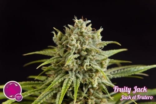 showing Sativa Dominant – 12/12 Photoperiod – Euphoric – image 5 – Seed City