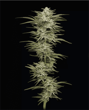 Jelly Donutz Auto by Humboldt Seed Company – The End of September – Sweet – Good for outdoor grow – image 2 – Seed City