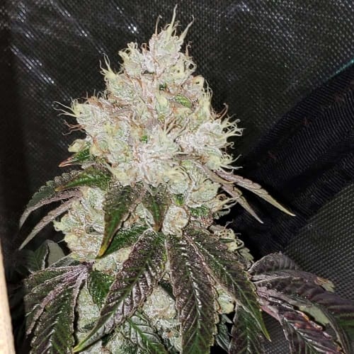 showing Indoor – Piney – Regular – image 1 – Seed City