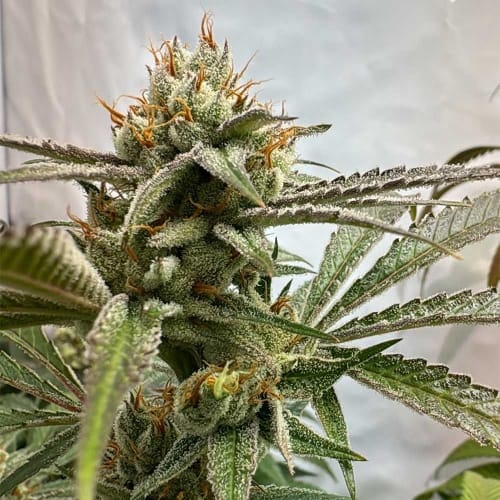 Pink Crumble from Karma Genetics