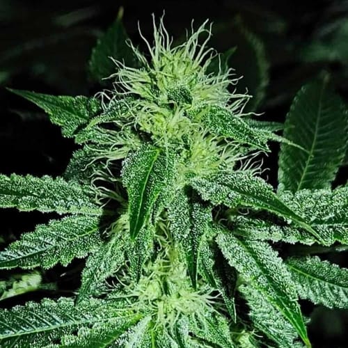 Sweatband OG from Karma Genetics