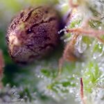 Killer Kush Auto from Sweet Seeds