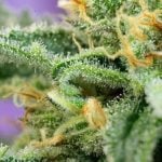 showing Greenhouse – Guaranteed female plants – Auto-Flowering – image 2 – Seed City