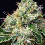 Killer Kush Fast Version by Sweet Seeds – Female seeds – Beginning of September – Indica Dominant – image 2 – Seed City