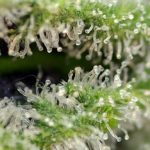 Image 3 of Killer Kush Fast Version cannabis by Sweet Seeds – 12/12 Photoperiod – Sweet – Female seeds – Seed City