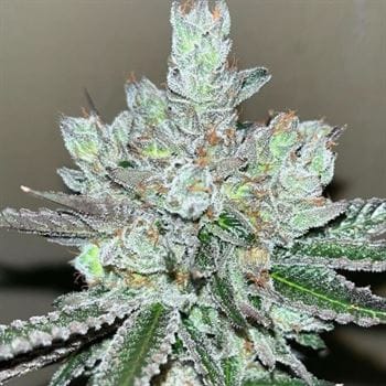 Image 2 of Kosher Popz cannabis by Old School Genetics – Super Strength – Sweet – Indoor – Seed City