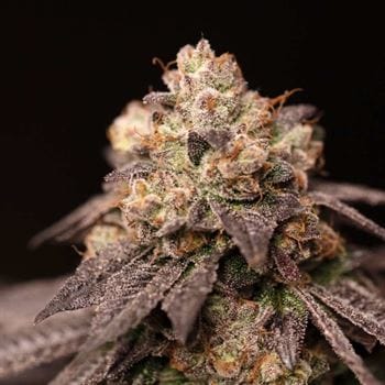 Lemon Curd by Perfect Tree Seeds – Regular – 12/12 Photoperiod – Lemon – image 3 – Seed City