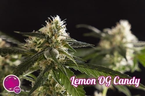 Spicy – 12/12 Photoperiod – Resistant to Pests – Lemon OG Candy strain – image 5 – from Philosopher Seeds via Seed City