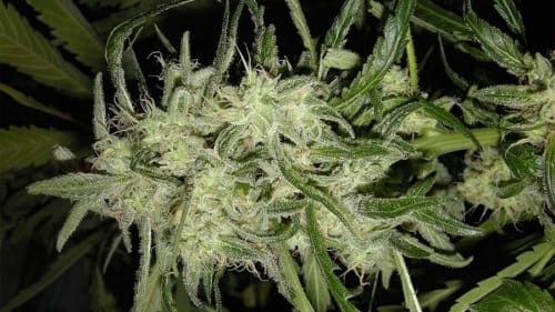 showing Outdoor – Auto-Flowering – Piney – image 1 – Seed City