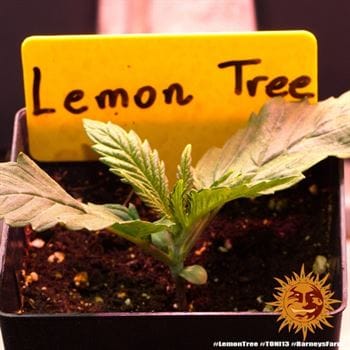 showing Female seeds – The End of October – Indica-heavy – image 1 – Seed City