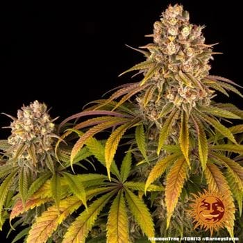 Lemon Tree from Barneys Farm Seeds