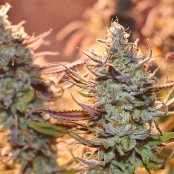 Lemon Z by Dutch Passion Seeds – Super Strength – Indoor – Female seeds – image 3 – Seed City