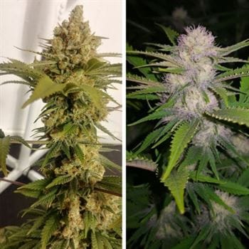 Image 2 of Lemon Z cannabis by Dutch Passion Seeds – 50% Indica/50% Sativa – Large yield – 12/12 Photoperiod – Seed City