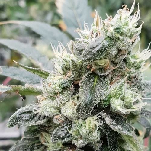Lemonade Auto by Paradise Seeds – Orange – Super Strength – Indoor-friendly – image 2 – Seed City