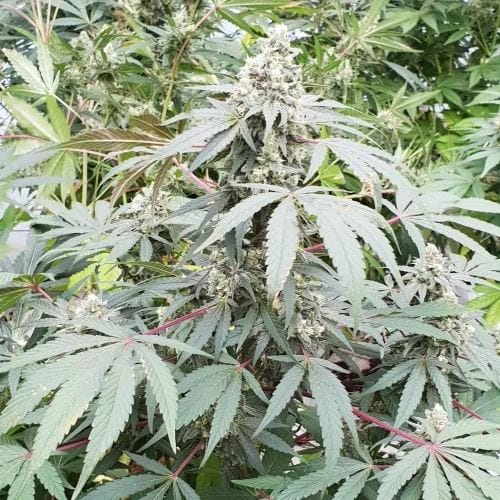 Image 3 of Lemonade Auto cannabis by Paradise Seeds – Mostly Sativa – Uplifting – Auto-Flowering – Seed City