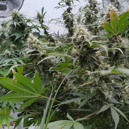 Lemonade Auto from Paradise Seeds
