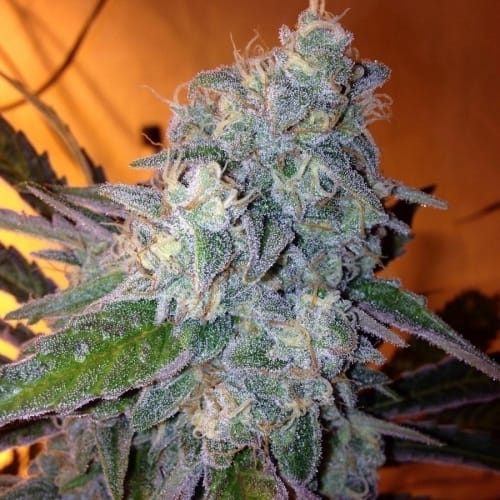 showing Female seeds – Super Strength – Earthy – image 2 – Seed City
