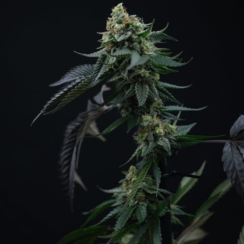 Lime OZZ from Perfect Tree Seeds