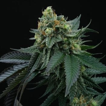 showing Good for outdoor grow – Citrus – 12/12 Photoperiod – image 2 – Seed City