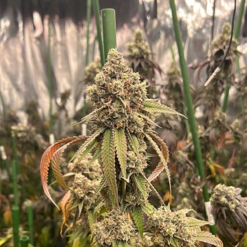 Pink Mochi Runtz by Little Chief Collabs – Indoor-friendly – Gassy – 12/12 Photoperiod – image 2 – Seed City