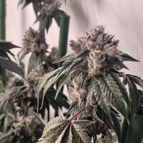 Image 4 of Pink Mochi Runtz cannabis by Little Chief Collabs – Indoor-friendly – Gassy – 12/12 Photoperiod – Seed City