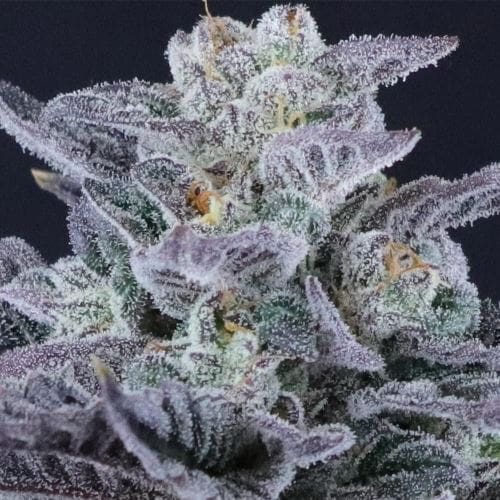 Loco Berry from Crockett Family Farms
