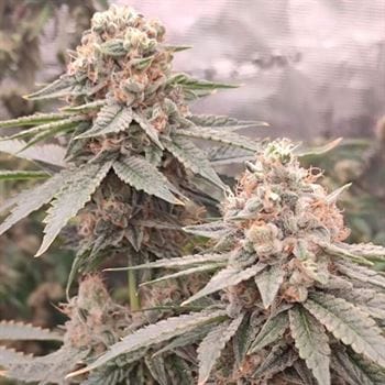 showing Relaxing – Guaranteed female plants – Indoor – image 1 – Seed City