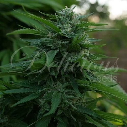 showing The End of September – Citrus – Narcotic – image 1 – Seed City
