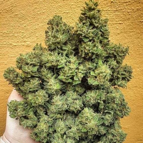 Narcotic – Super Strength – Mostly Indica – Lord Kush strain – image 6 – from Delicious Seeds via Seed City